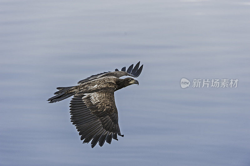 白头秃鹰(Haliaeetus leucocephalus)是一种发现于北美的猛禽。它被发现在大片开阔水域附近，那里有丰富的食物供应和可以筑巢的古老树木。阿拉斯加威廉王子湾。少年。飞行。